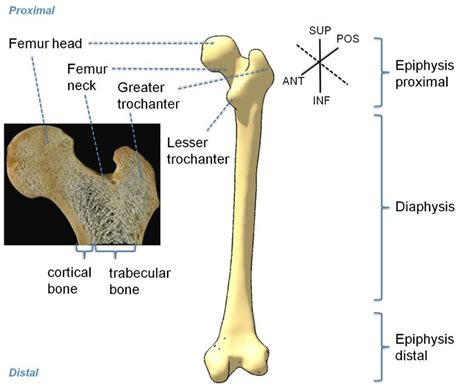 crown of femurs